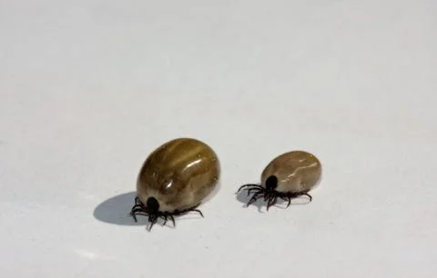 Two castor bean ticks crawling on white surface Stock Photos