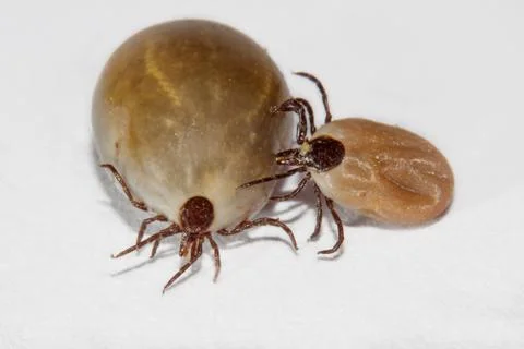 Two castor bean ticks Foto stock