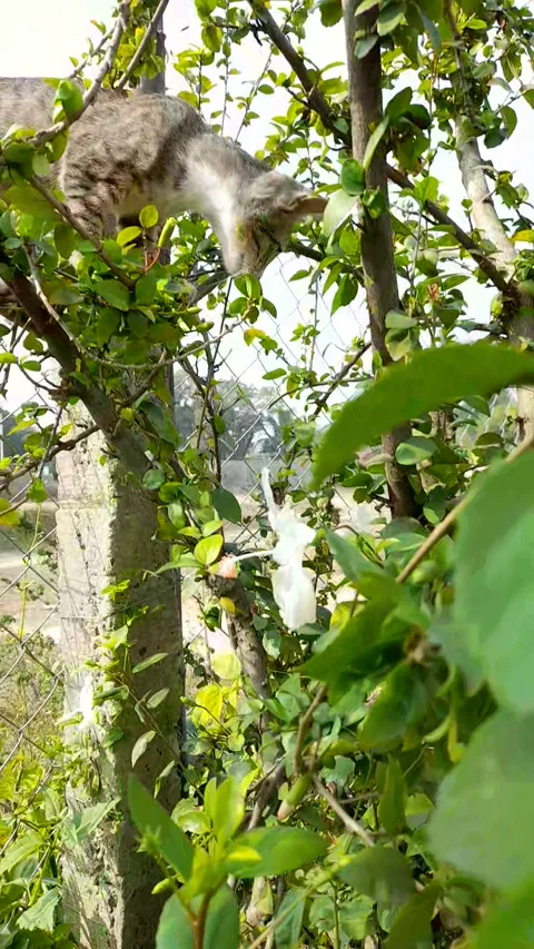 Two cat claiming tree ,Kitten Wants to Climb a Tree in garden 스톡 동영상 212435094