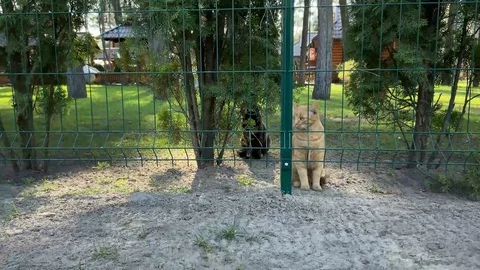Two cat On the green background looks around, mesh Video stock 127555062