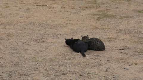 Two cat looked to white wagtail bird walking. 스톡 동영상 169023461