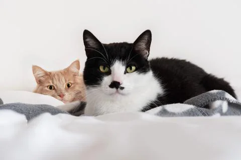 Two cat lying together Stock Photos