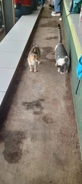 Two Cat Stock Photos