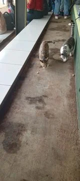 Two Cat Stock Photos