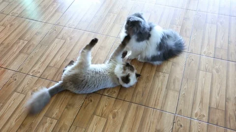 Two cat play Stock Footage 89729510