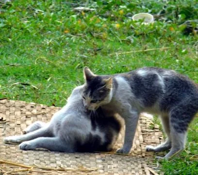 Two cat playing on the mat carefully Stockfoto's