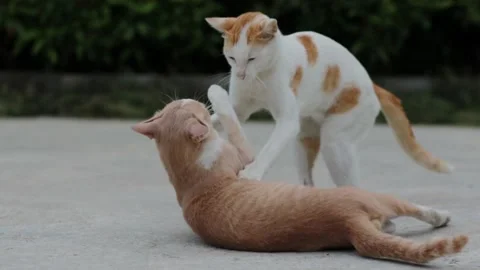 Two cat playing in park Video stock 139736533