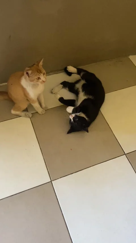 Two cat playing together Stock Footage 319457517