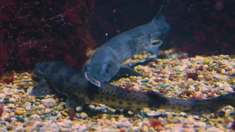 Two cat Shark swimming Stock Footage 139223987