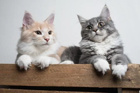 Two cat siblings resting on a fruit crate Stock Photos