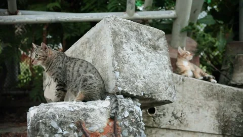 Two Cat Sitting on Huge Concrete and One Cat Walk out of Frame Stock Footage 153574178