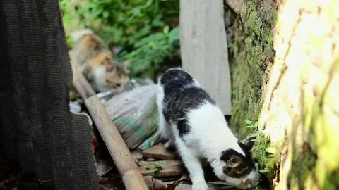 Two cat sniffing their leftover food on the ground Stock Footage 242096993