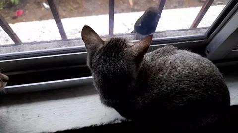 Two Cat watching bird window  in India, kitten watching a bird out the window 스톡 동영상 212435681