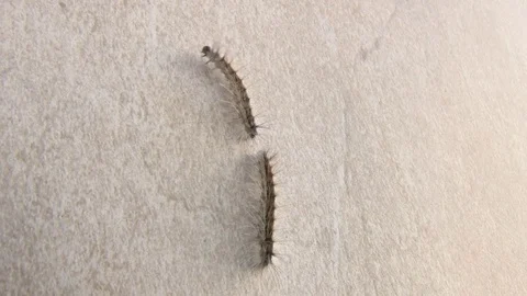 Two caterpillar climbing on the rough wall Stock Footage 80489423