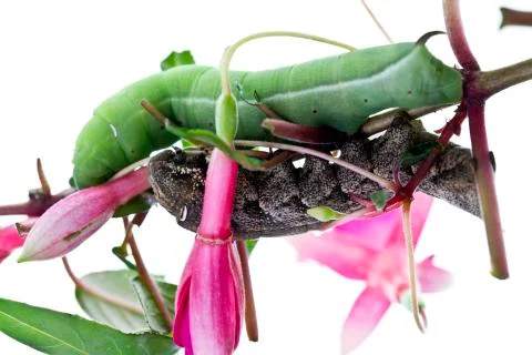 Two Caterpillars Stock Photos