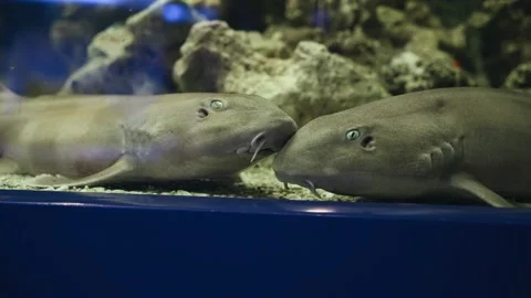 Two catfish fish buried their foreheads into each other Stock Footage 253208330