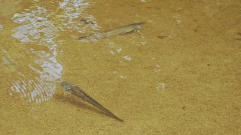 Two catfish resting in transparent water Stock Footage 332532727