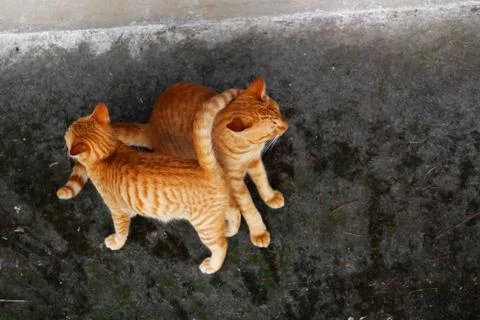 Two cats from above Stock Photos