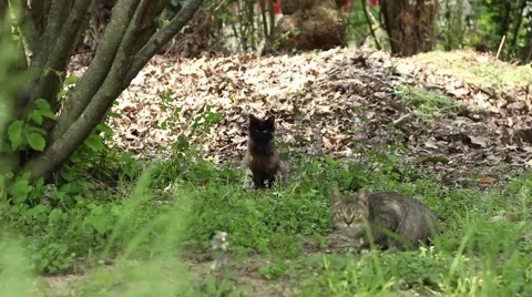 Two cats and one rooster together 스톡 동영상 47990338