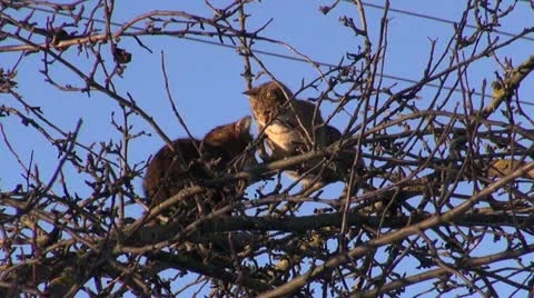 Two cats on apple tree Video stock 20586707
