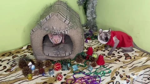 Two cats are cautiously awaiting the festive events. Stock Footage 293245334