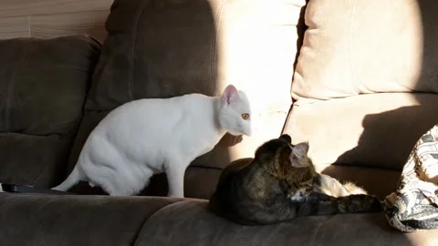 Two cats are on a couch, one is white and the other is brown Stock Footage 304432074