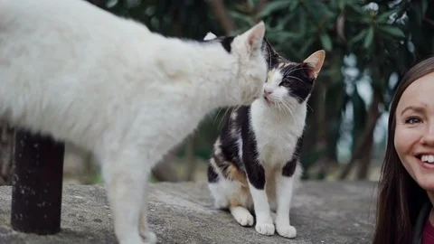 Two cats are drawn to each other, then girl joins them to take picture. At this 스톡 동영상 113957100