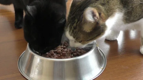 Two cats are eating from a bowl Stock Footage