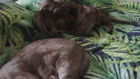 Two cats are feeding and licking kittens. Stock Footage 232939649