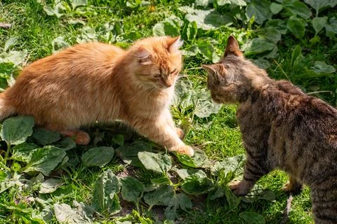 Two cats are fighting each other. Yellow cat against gray. Stock Photos