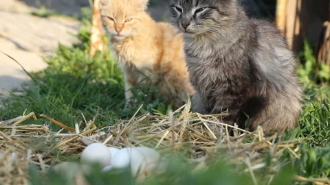 Two cats are interested in the nest with chicken eggs Stock Footage 107584985
