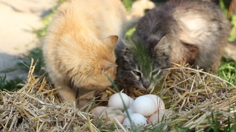 Two cats are interested in the nest with chicken eggs Stock Footage 107589952