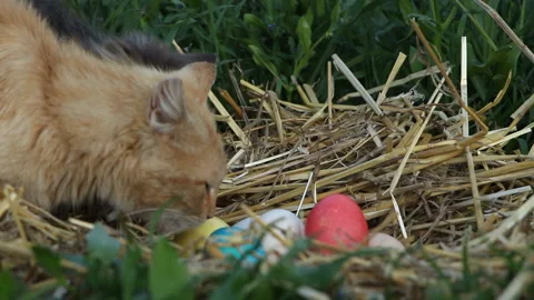 Two cats are interested in the nest with colorful eggs. Easter holiday. Stock Footage 108201809