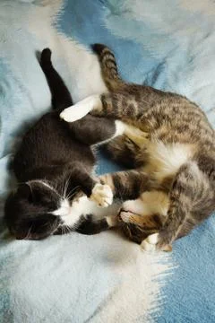 Two cats are lying on the bed. Hugging each other. Cat love. Foto stock