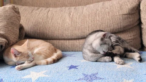Two cats are lying on the sofa dozing Vídeos de archivo 141032815