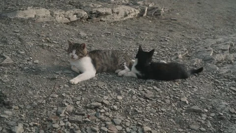Two cats are lying on the stony ground Stock Footage 256564732