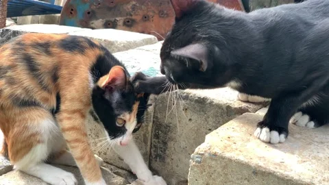 Two cats are playing outdoors. Stock Footage 164884930