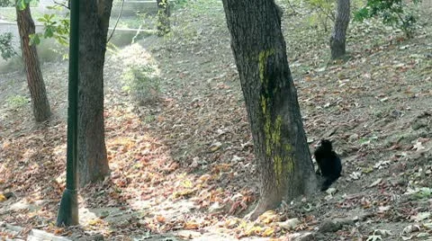 Two Cats are Playing in the Park Stock Footage 9802019