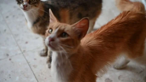 Two cats are playing together and scratching at the door. Stock Footage 257463895