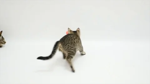 Two cats are playing on a white background with ball Stock Footage