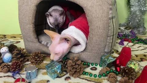 Two cats are sitting in a cat house and examining the gifts. Stock Footage 293445376