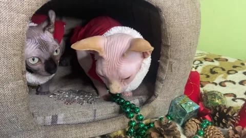 Two cats are sitting in a house before Christmas. Stock Footage 293445237