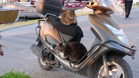Two cats are sitting on a scooter on the pier Stock Footage 228936529