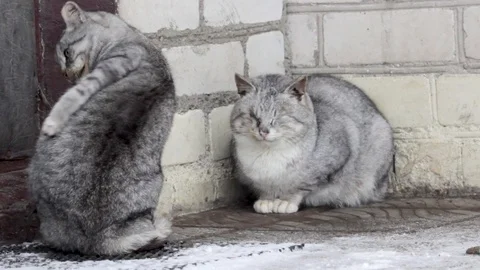 Two cats are sitting at the threshold of the house. The cat has no eyes Stock Footage 101371541