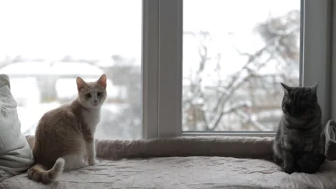 Two cats are sitting on the windowsill and looking out the window Stock Footage 121504388