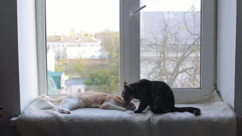 Two cats are sitting on the windowsill and washing each other. Friendship Stock Footage 147719941