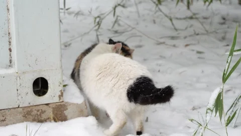 Two cats are slowly approaching on a snowy day Video stock 261806914