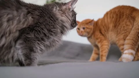 The  two cats are unhappily communicating and fighting. Stock Footage 238509020