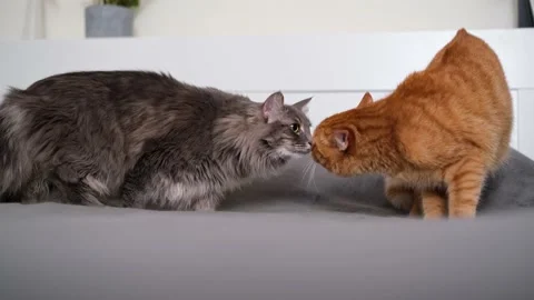 The two cats are unhappily communicating and fighting. Stock Footage 238509021