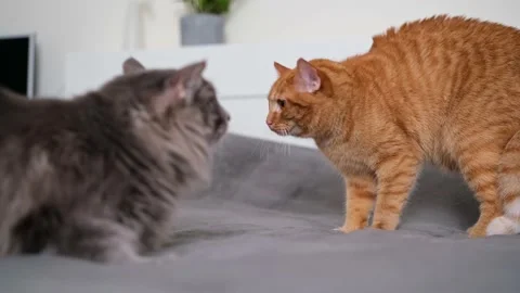 The two  cats are unhappily communicating and fighting. Stock Footage 238509023